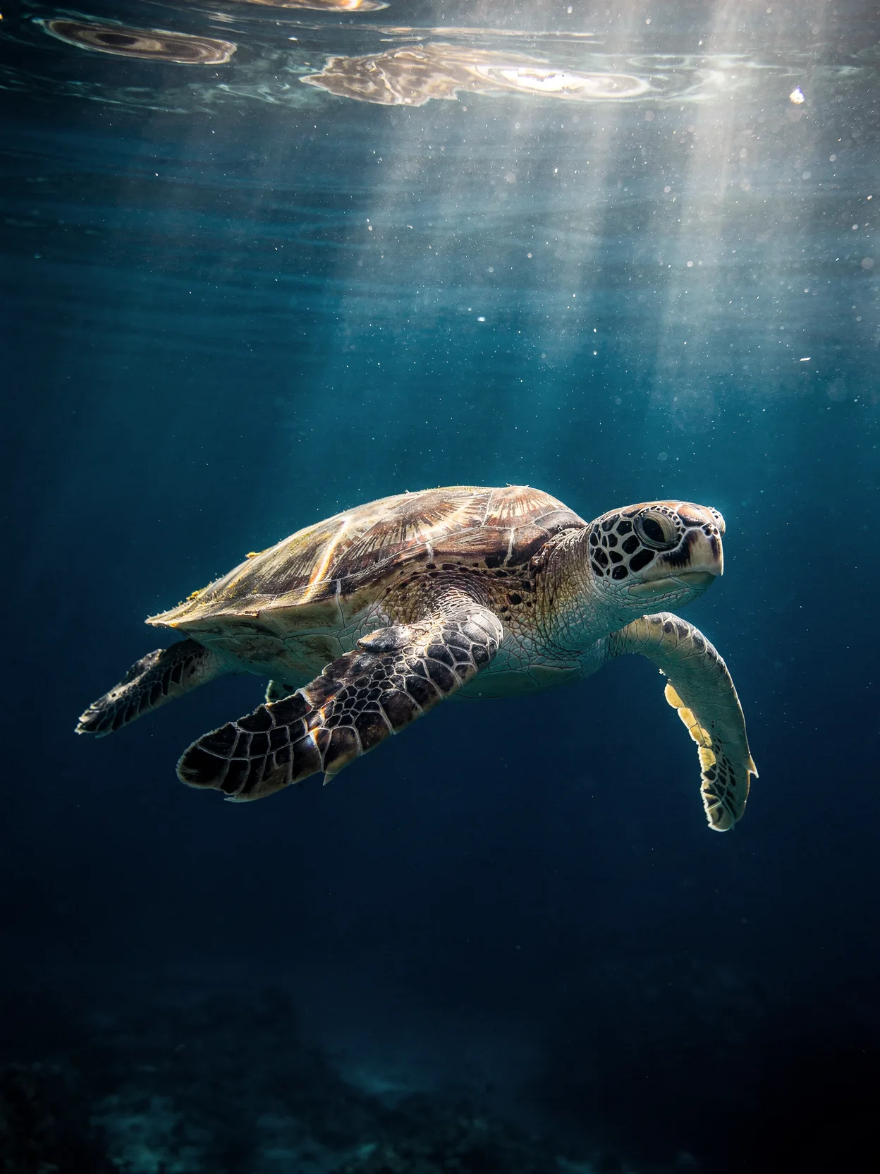 A sea turtle gliding through deep blue water under rays of light
